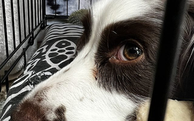 Blake, caged. Photo by Rod Kersh, May 2025.