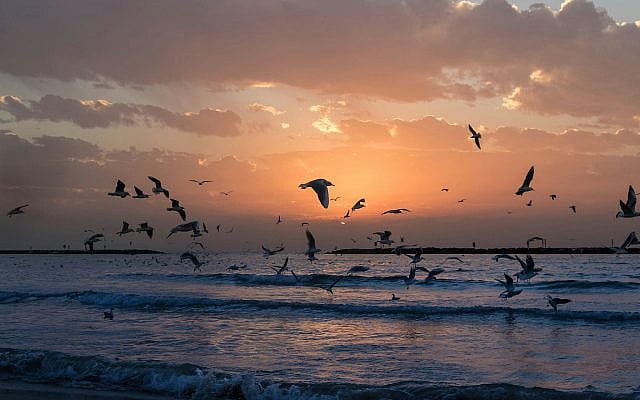Dawn over Tel Aviv: a homeland that refuses to be erased. (Pexels)