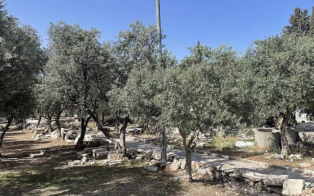 The literal place of the Temple courtyards, now a 'high place of forests' as Micha put it (Micha 3:12). 26 May 2025.