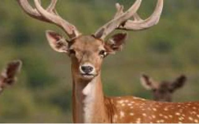 Fallow deer, reintroduced to Israel from Iran just before the Islamic revolution: a symbol of better days ahead. Fallow deer, reintroduced to Israel from Iran just before the Islamic revolution: a symbol of better days ahead.