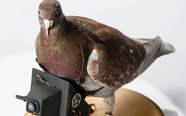 Pigeon Camera, Germany, 1917–1918 Alias: Sir Veillance A century before drones, they gave wings to the lens.