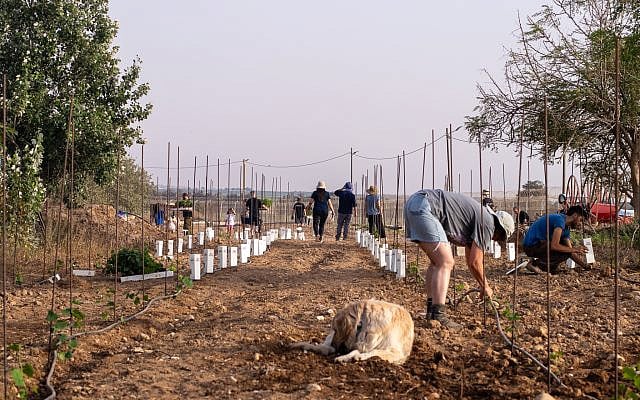 Planting a new vinyard on Kibbutz Nirim. Photocredit: Adele Raemer