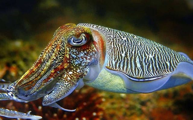 A cuttlefish. (via YouTube)