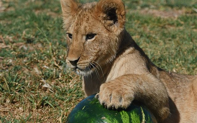 Lion cub playing with a watermelon, in the zoo. (iStock)