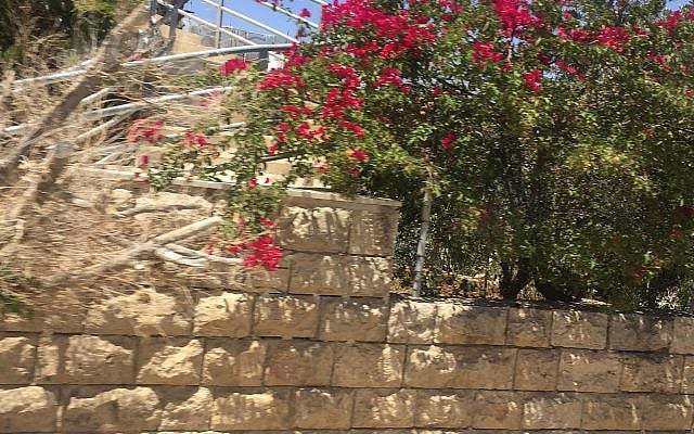 Israeli flowers and stone