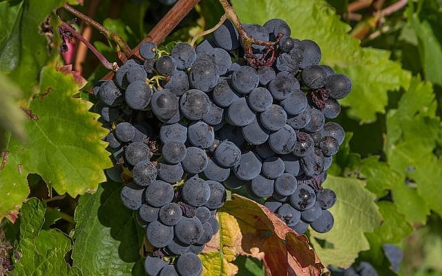 free use picture from pixabay (https://pixabay.com/photos/grapes-bunches-vine-grape-harvest-3662464/)