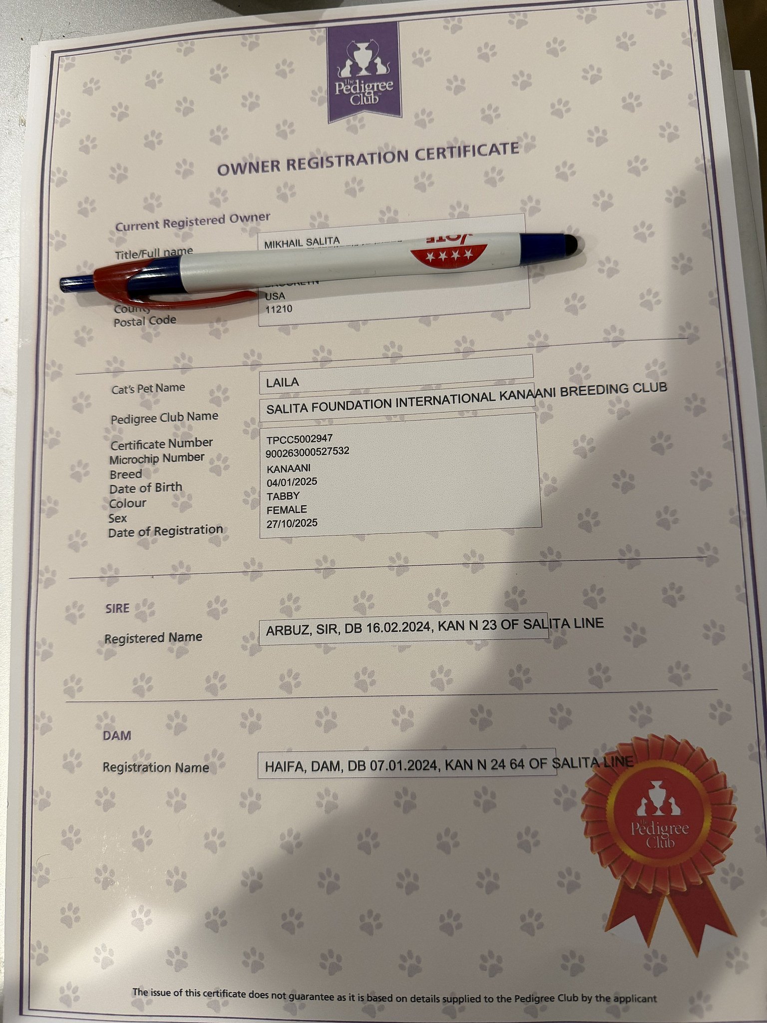 Gatos Kanaani: Um Milagre Silencioso Une Nova York, Kyiv e Jerusalém