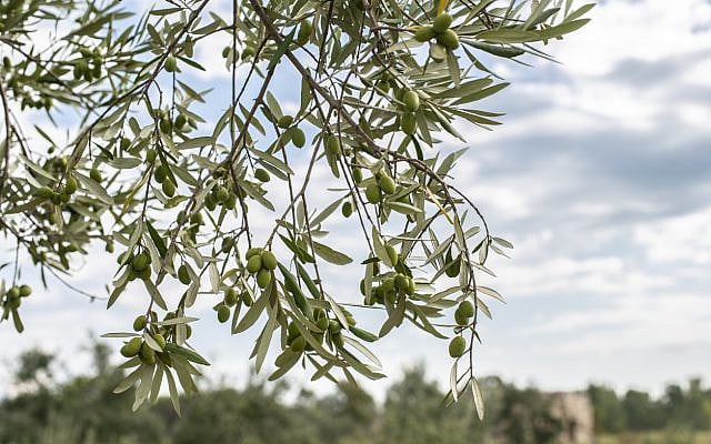Branches of an olive tree. (iStock)