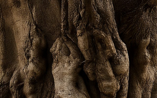 Photograph by Sagit Alkobi Fishman