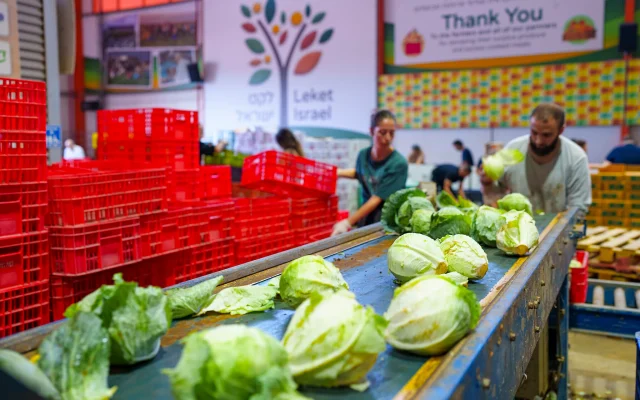 Produce is sorted at the Leket Israel Logistics Center. (Amir Yakoby/Leket Israel).