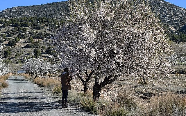 Almond blossoms in full bloom. Photo by Valverde Redactor (Pixabay)