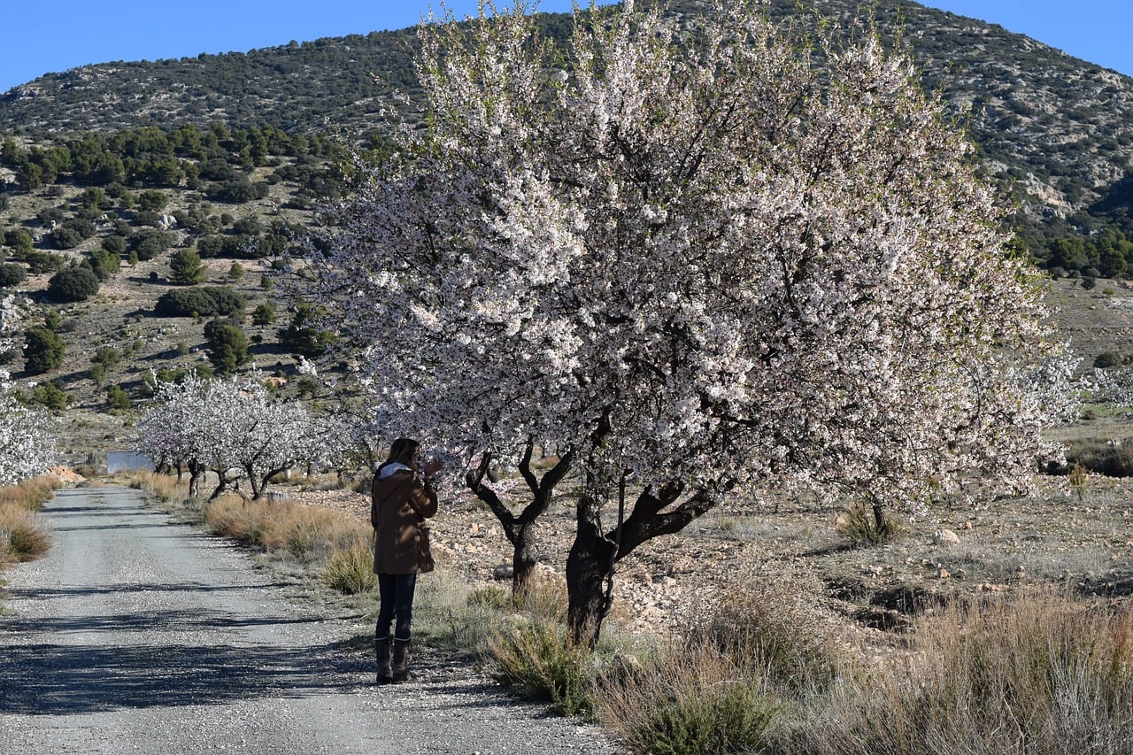 Chasing Almond Snow and Sephardic Roots in Portugal
