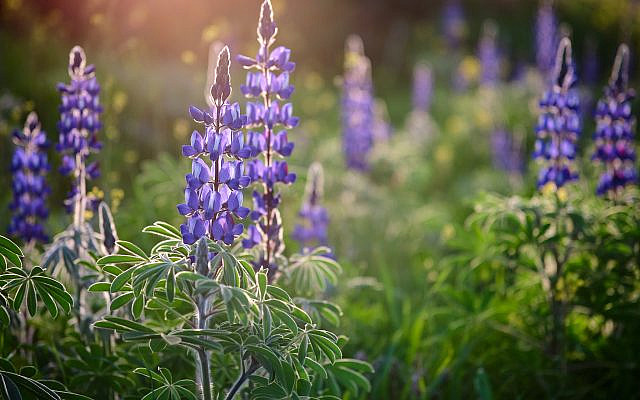 Sun-Kissed Lupines (Avraham Wald)