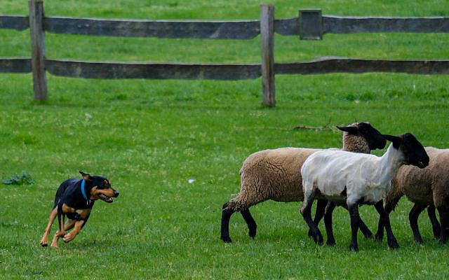 A dog guards sheep. (iStock)