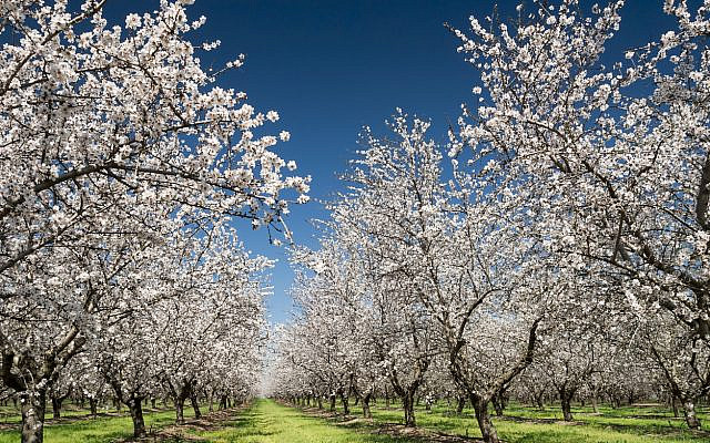 Blooming almond trees. (iStock)