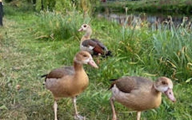 A photo I took from Wild Birds in Europe