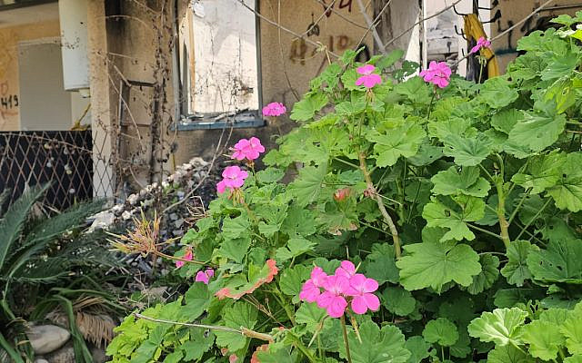 Blooming in the Ruins of Kfar Aza’s Young Neighborhood (Photo by Adi Rabinowitz Bedein)