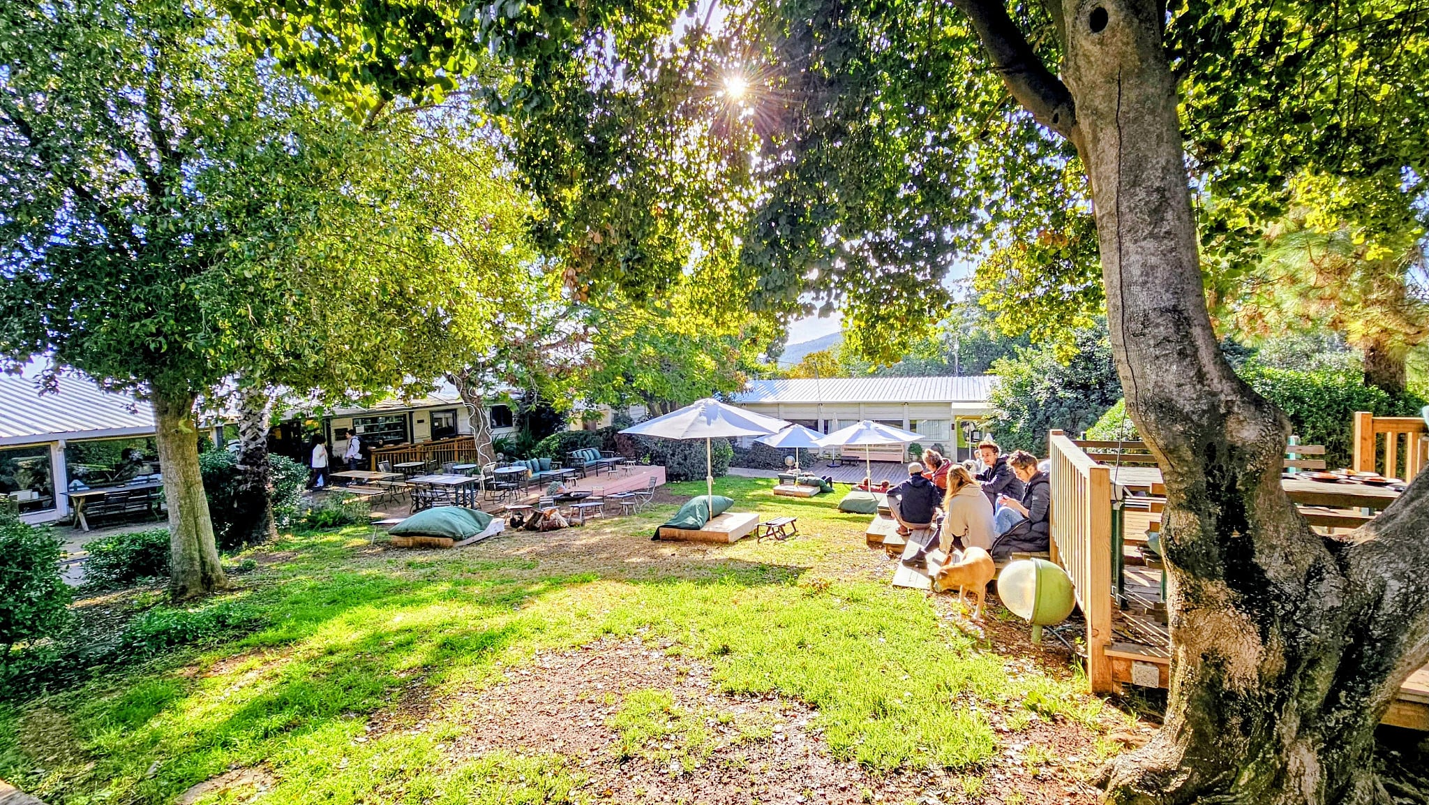 The Return of the Convalescent: Finding ‘Slowness’ in the Galilee Forest