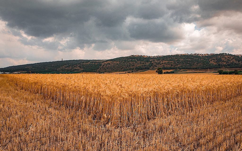 'Our vulnerability extends to the very food on our plates.' (Illustrative photo of crops in the Jezreel Valley, September 5, 2018, by Anat Hermony/Flash90)