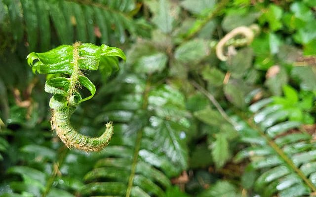 Fern unfolding (author's pic) Fern unfolding (author's pic)