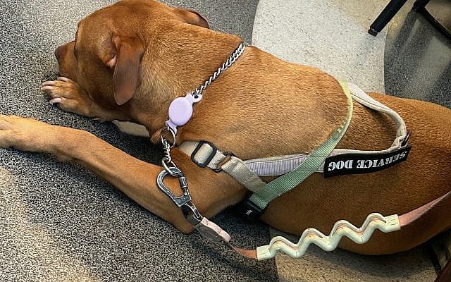 Service Dog, Tel Aviv Cafe (photo by Harriet Gimpel)