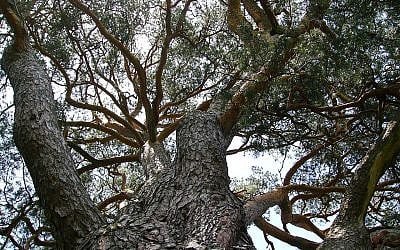 One origin. Many branches. The challenge is preserving continuity while adapting to change. Photo of a Scots pine (Pinus sylvestris) © Teslaton, 2008. Licensed under CC BY 3.0. Source: Wikimedia Commons.