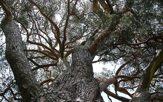 One origin. Many branches. The challenge is preserving continuity while adapting to change. Photo of a Scots pine (Pinus sylvestris) © Teslaton, 2008. Licensed under CC BY 3.0. Source: Wikimedia Commons. One origin. Many branches. The challenge is preserving continuity while adapting to change. Photo of a Scots pine (Pinus sylvestris) © Teslaton, 2008. Licensed under CC BY 3.0. Source: Wikimedia Commons.