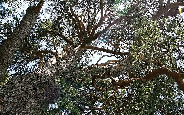 Many branches. One living tradition. The challenge is preserving legitimacy, authority, and continuity across generations. Photo of a Scots pine (Pinus sylvestris) © Teslaton, 2008. Licensed under CC BY 3.0. Source: Wikimedia Commons. Many branches. One living tradition. The challenge is preserving legitimacy, authority, and continuity across generations. Photo of a Scots pine (Pinus sylvestris) © Teslaton, 2008. Licensed under CC BY 3.0. Source: Wikimedia Commons.