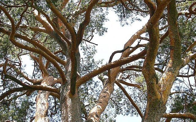 Many branches. One evolving network. The challenge is preserving shared reality through convergence rather than origin. Photo of a Scots pine (Pinus sylvestris) © Teslaton, 2008. Licensed under CC BY 3.0. Source: Wikimedia Commons.