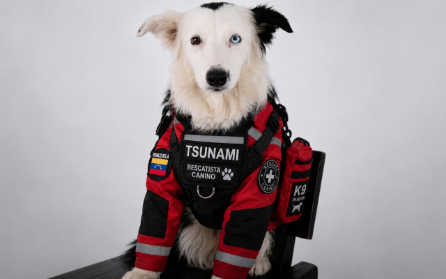"Tsunami", the Venezuelan hero rescue dog, has saved more than 35 lives. Photo Credit: Protección Civil Venezuela