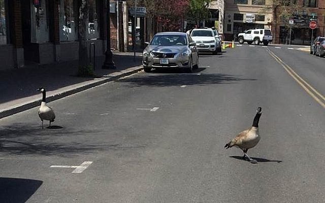 Corona lockouts – when people are gone from the streets, animals lose their fear of them and take over the public arena
[my  private photo]