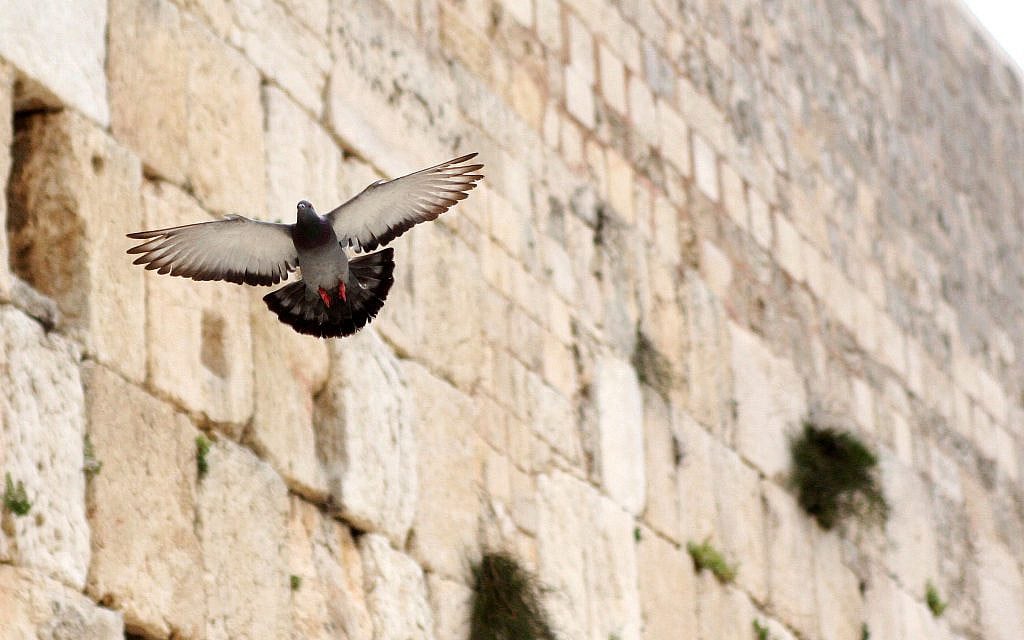 A pigeon flying against the backdrop of the Western Wall with its wings spread out. April 13, 2011. (Jack Bentley/ Flash90)