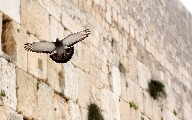 A pigeon flying against the backdrop of the Western Wall with its wings spread out. April 13, 2011. (Jack Bentley/ Flash90)