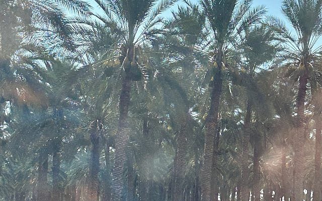 Date Palms on a West Bank Road (iPhone photo by Harriet Gimpel) from a Bus Window