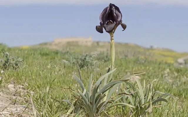 Black Iris, Personal file. Black Iris, Personal file.