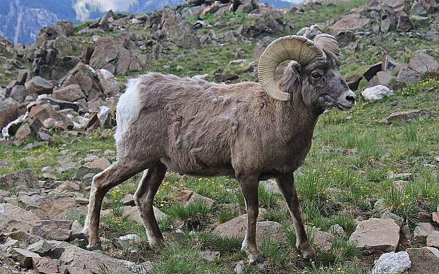 Why split hooves and chewing the cud? Why these specific biological criteria? Photo: A male bighorn sheep (ram), a kosher land animal. © Jwanamaker, 2013. Licensed under CC BY 3.0. Source: Wikimedia Commons.