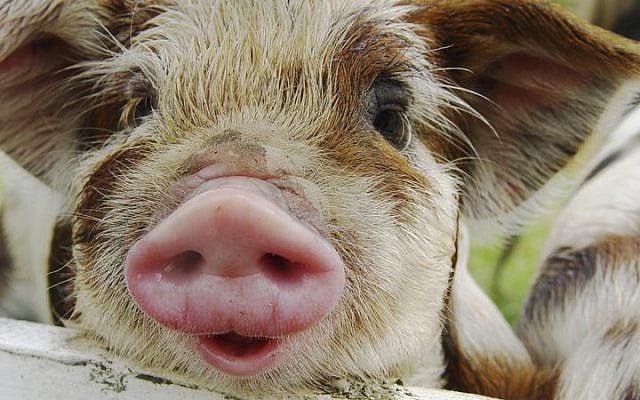 Pigs are widely regarded as among the most intelligent domesticated animals. Photo © Mercy For Animals (MFA), Los Angeles, USA, 2011. Licensed under CC BY 2.0. Source: Wikimedia Commons. Pigs are widely regarded as among the most intelligent domesticated animals. Photo © Mercy For Animals (MFA), Los Angeles, USA, 2011. Licensed under CC BY 2.0. Source: Wikimedia Commons.