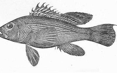If every fish with scales also has fins, why does the Torah mention fins at all? Image: Black sea bass (Centropristis striatus). A kosher fish. Public domain. Source: Wikimedia Commons.