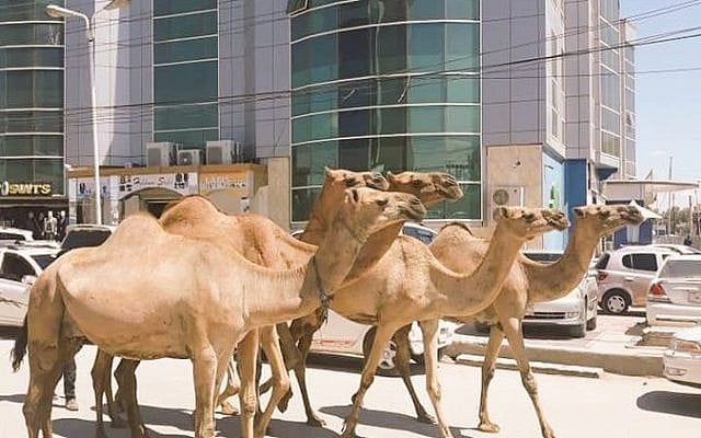 Camel Culture Nation-I was surprised, but very lucky to come across this scene in downtown Hargeisa this Summer.