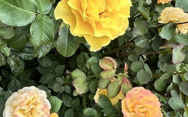 Portland roses photo by Rabbi Shanee B. Michaelson Portland roses photo by Rabbi Shanee B. Michaelson