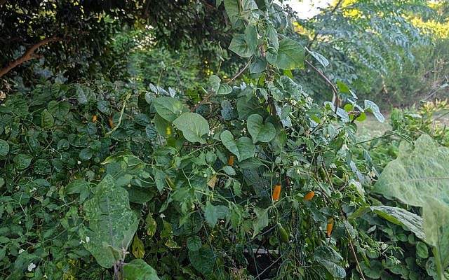 own work; own garden own work; own garden