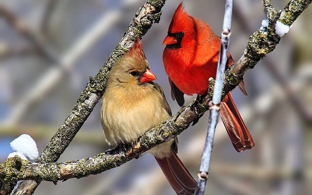 A pair of cardinals, female and male, perch on tree branch. (iStock)