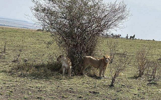 Lions in Maasai Mara. Elul 5786