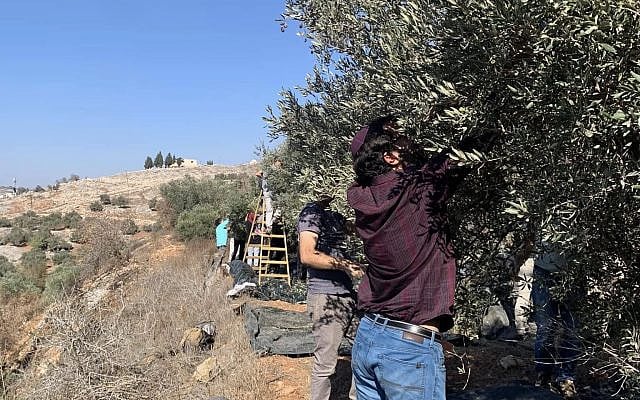 Israelis supporting Palestinian farmers in Burin during olive harvest as part of Rabbis for Human Rights solidarity visit