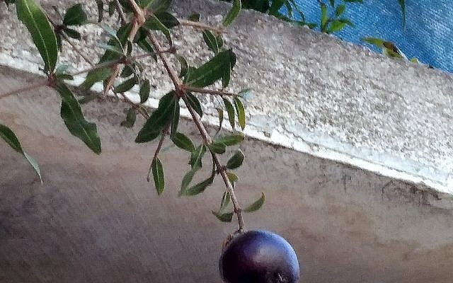 Pomegranate 1 2026 by Heddy Breuer Abramowitz