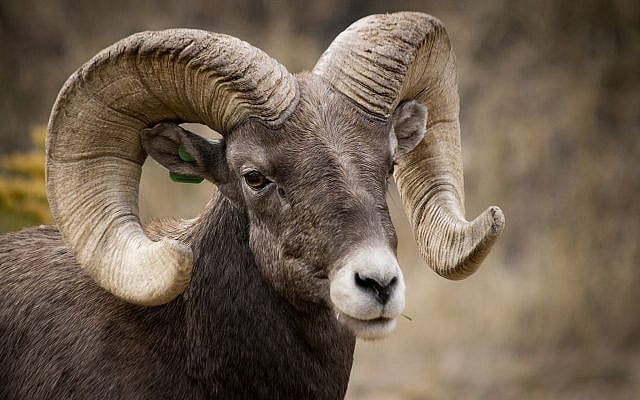 Bighorn sheep (Valentina Gatewood / iStock)
