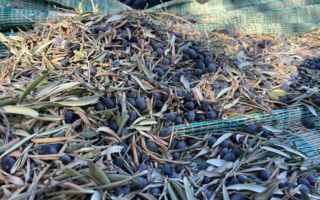 Olives aplenty. (All photos courtesy of the author)