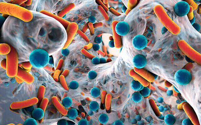 تصویر: باکتری مقاوم در برابر آنتی بیوتیک داخل بیوفیلم. (Dr_Microbe via iStock by Getty Images) تصویر: باکتری مقاوم در برابر آنتی بیوتیک داخل بیوفیلم. (Dr_Microbe via iStock by Getty Images)
