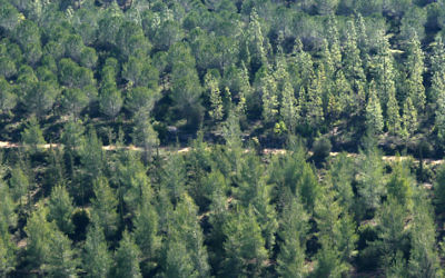 Des oins et des cyprès dans la forêt de Jérusalem (Crédit : Nati Shohat/Flash 90)