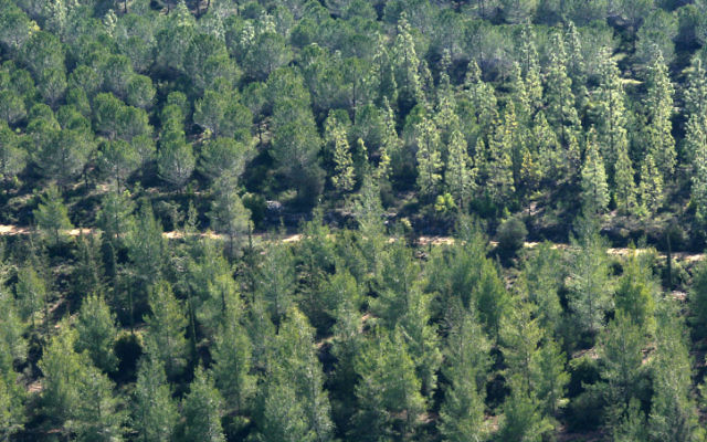 Des oins et des cyprès dans la forêt de Jérusalem (Crédit : Nati Shohat/Flash 90)